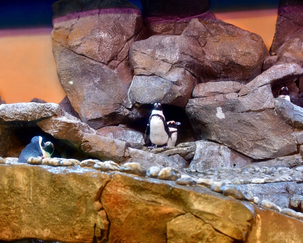 African Penguins In the Rocks