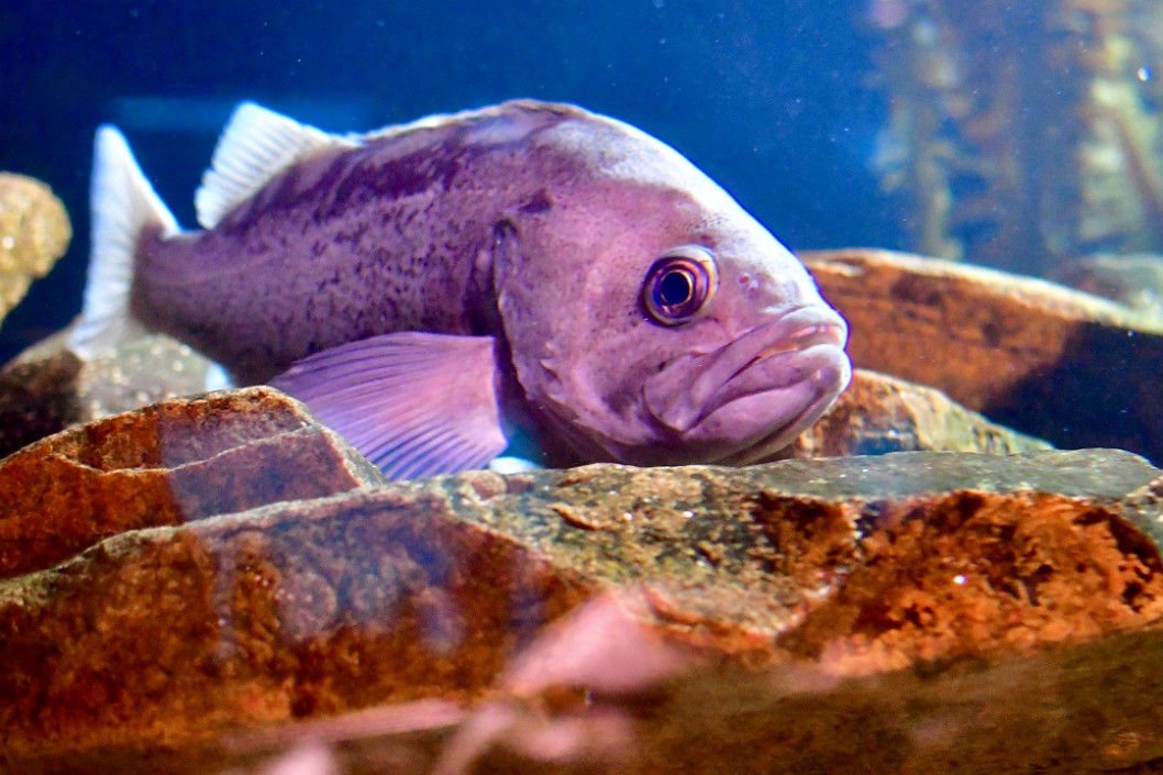 Resting Fish Face