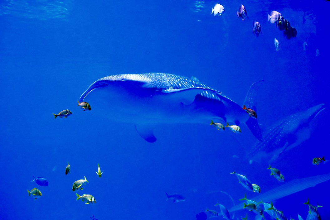 Ghostly Whale Sharks