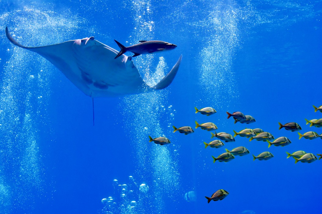 Giant Manta Flying Slowly Through the Water