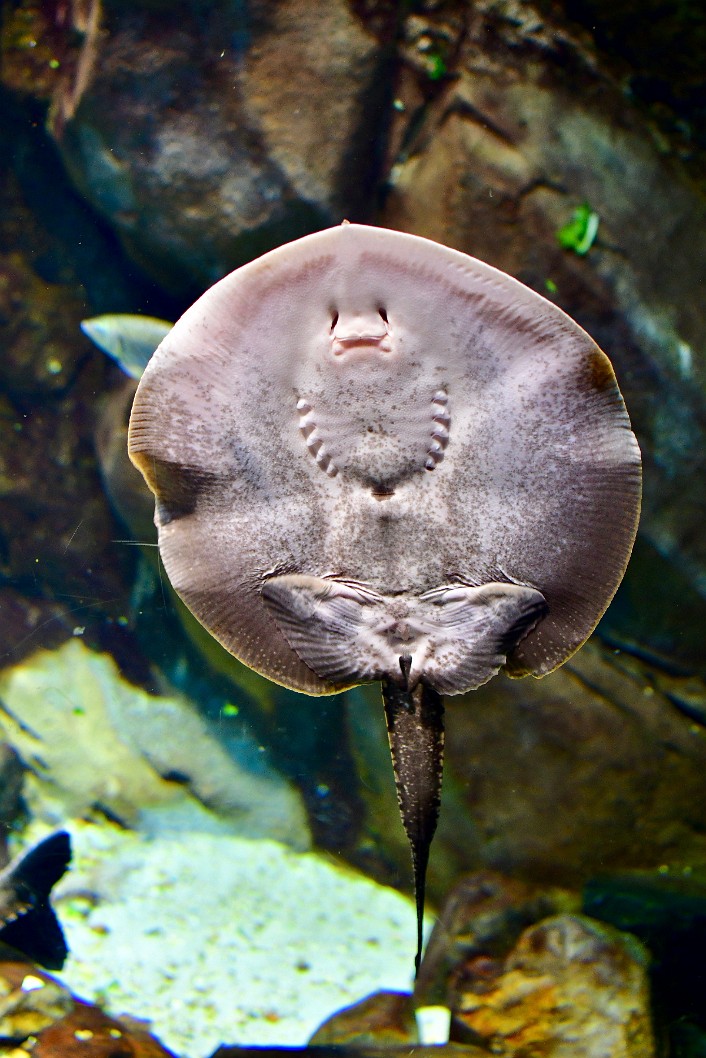 A Motoro Ray Hanging on the Glass