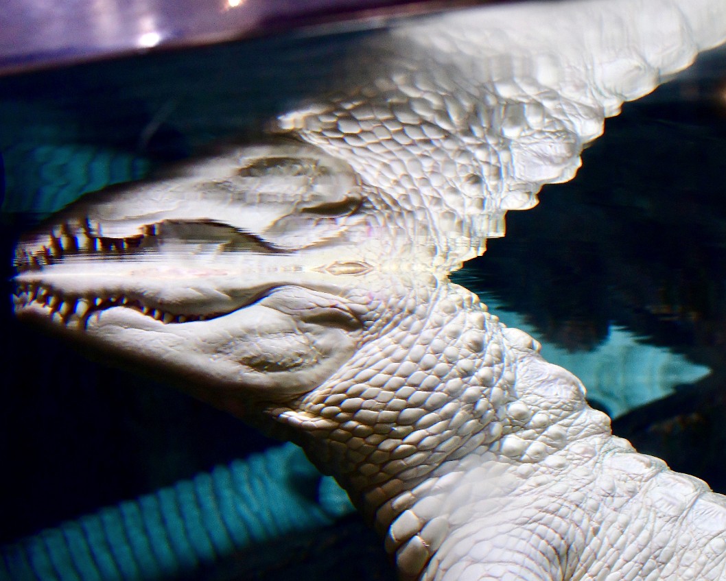 Alligator Split