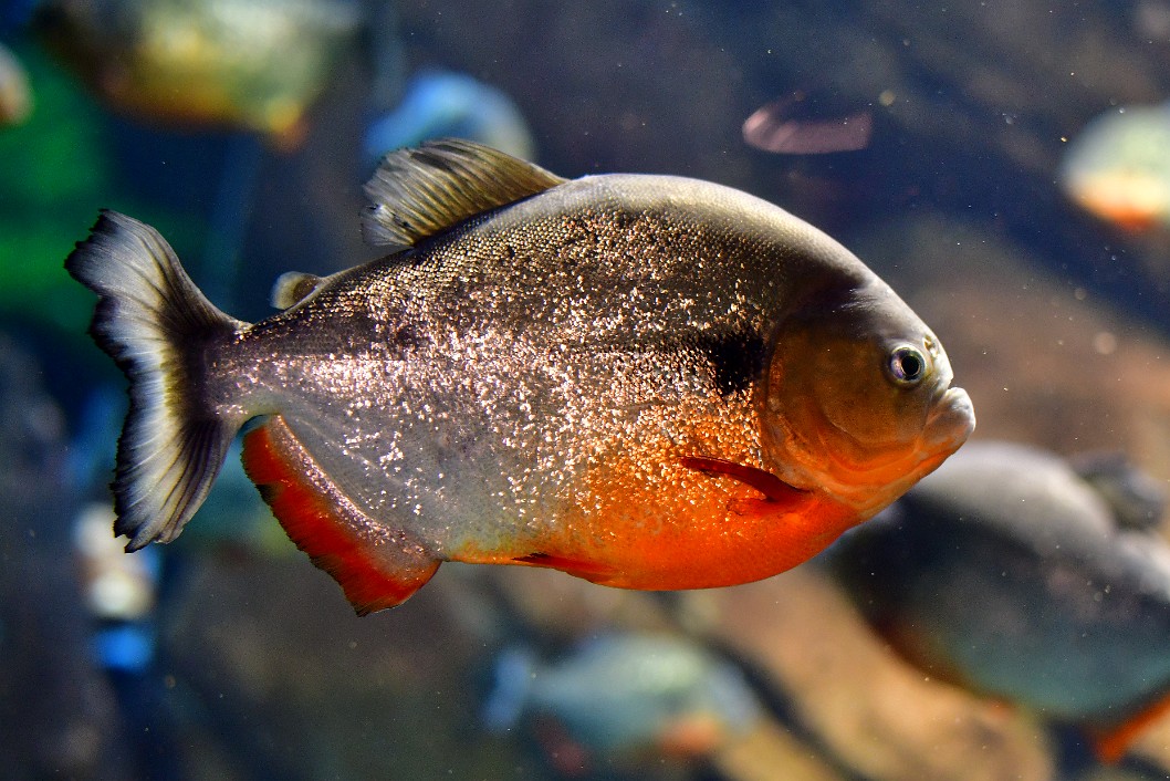 Profile of a Red Piranha