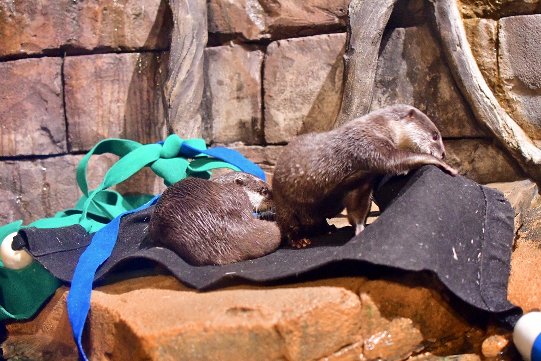 Two Asian Small-Clawed Otters