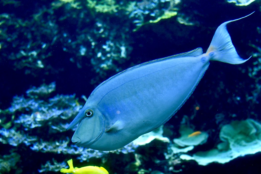 Bluespine Unicornfish