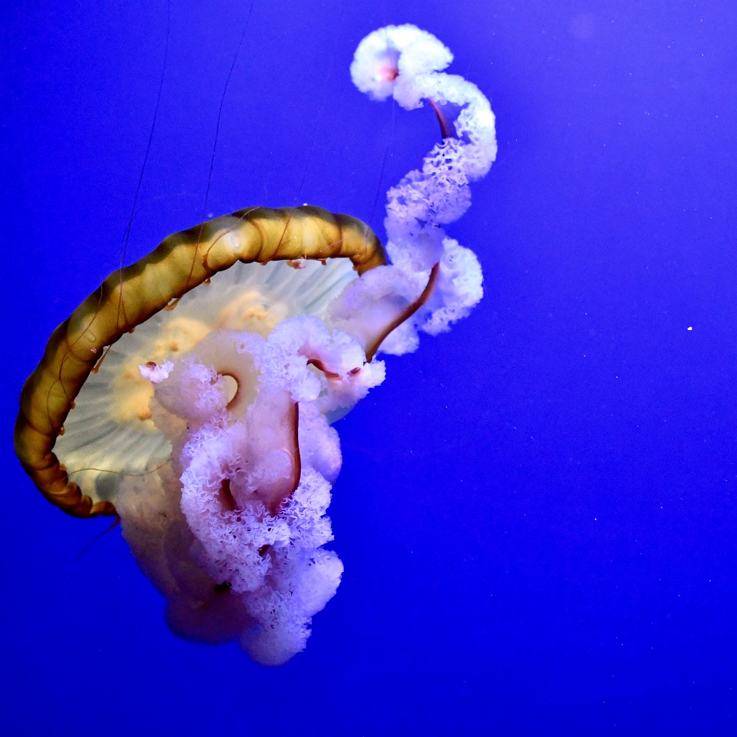 Pacific Sea Nettle Twisted