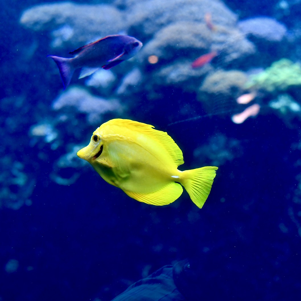 Yellow Tang Swimming By